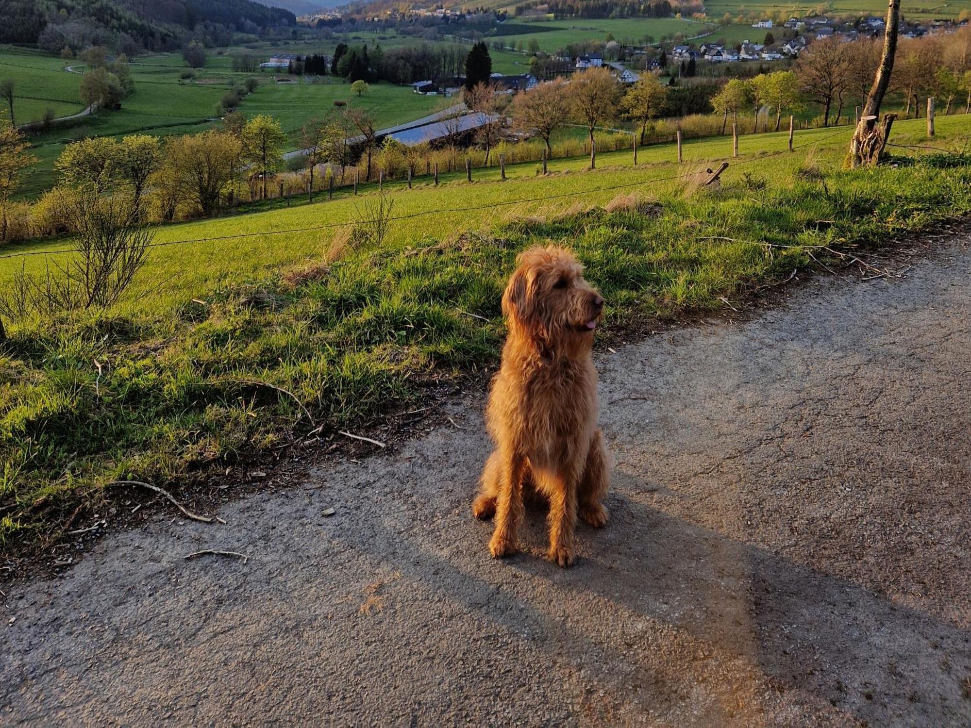 Ferienwohnung Fuchsbau Mit Kamin & Terrasse & Hunde Winterberg Bagian luar foto